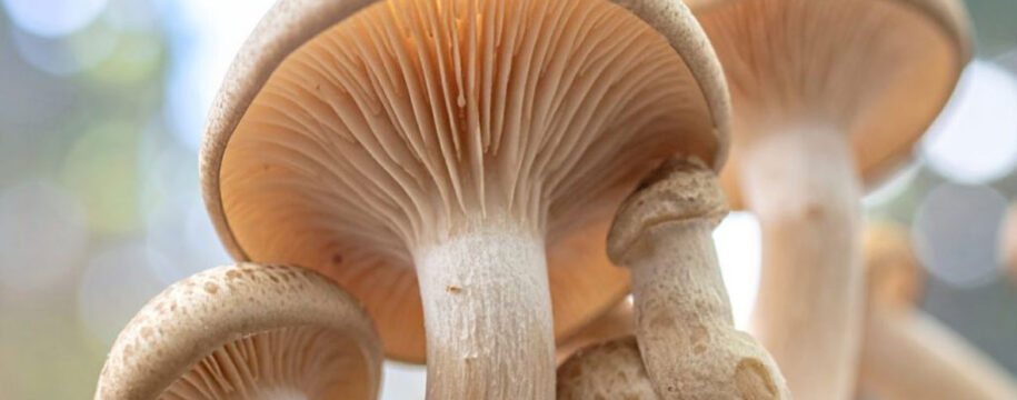 funghi funzionali
