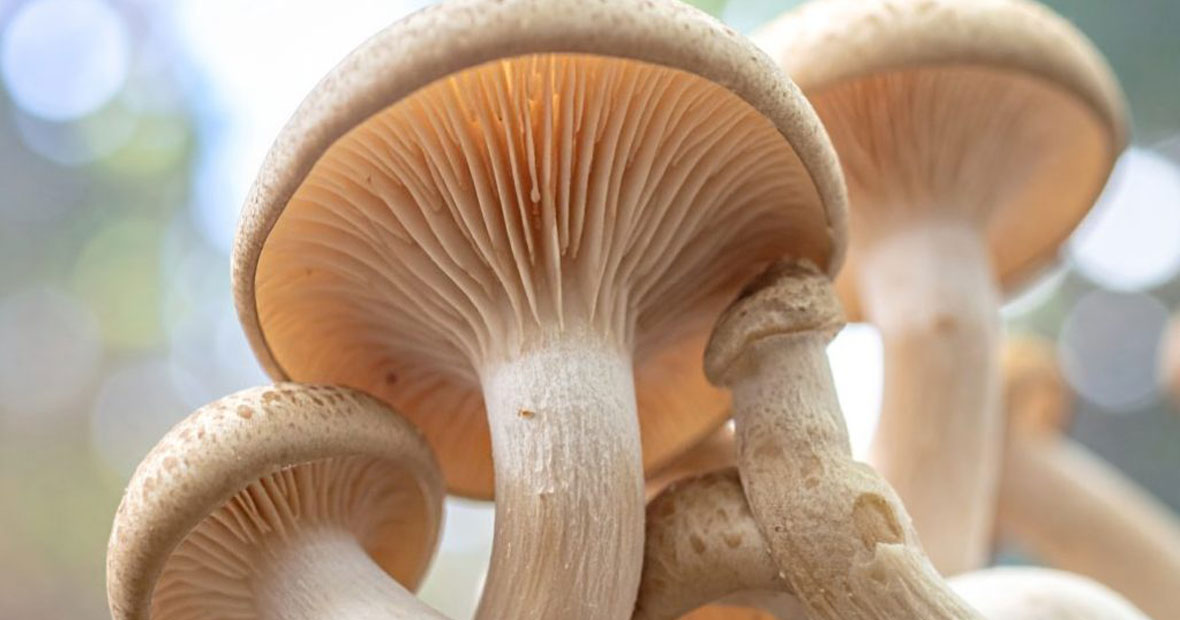 funghi funzionali